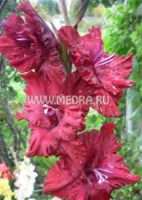 Гладиолус Цыганочка