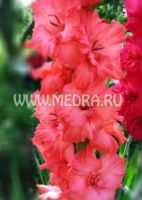 Гладиолус Остановис, Мгновенье