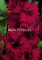 Гладиолус Плам Тарт