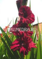 Гладиолус Полярная Ночь
